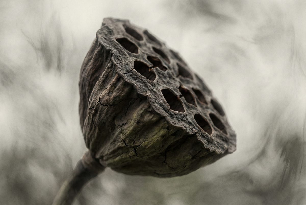 糖心Vlog禅意摄影 - 枯莲蓬的自然质感 - www.gfbutsg.cn